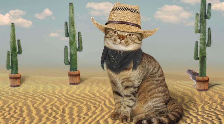 Cat Cowboy in desert